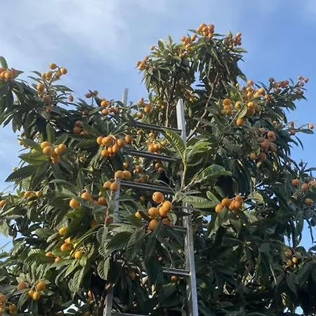 Krathis μεγαλο * Paralia Platanou